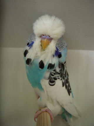 Pied budgerigar store